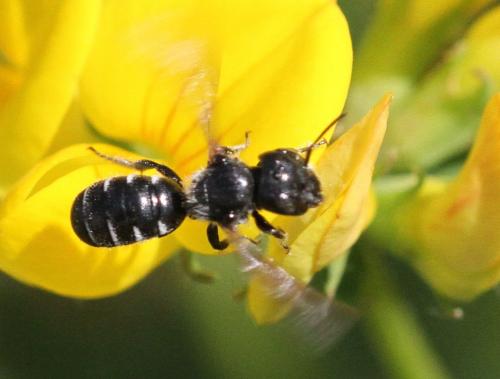 Hoplitis leucomelana